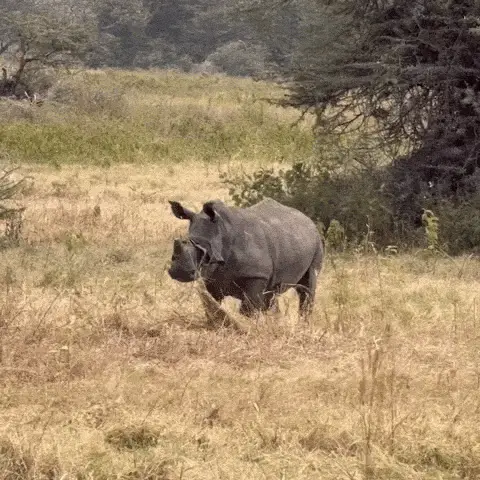 White rhino walking through dry grass near trees