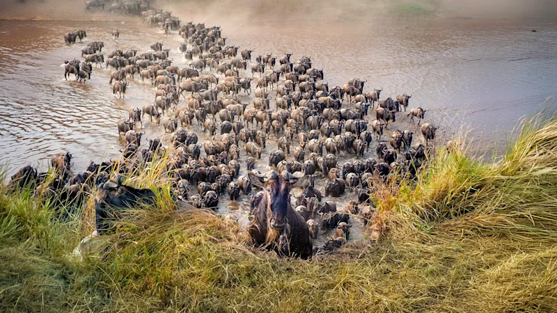 great migration river crossing at mara river in northern serengeti