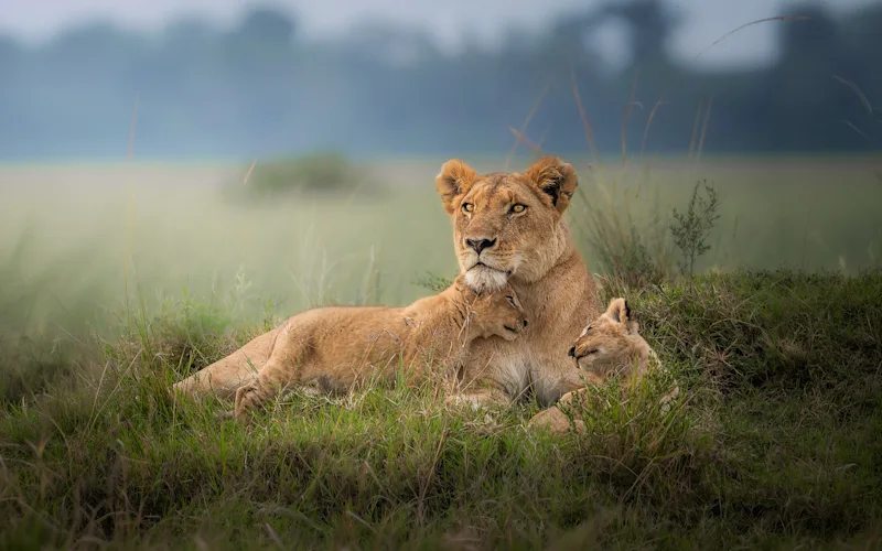 lioness with her cubs in serengeti green season grasses