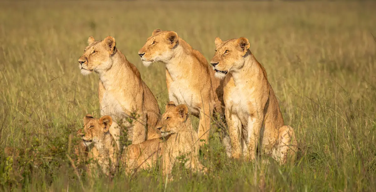 Three lionesses and two cubs sitting in tall grass in Serengeti National Park