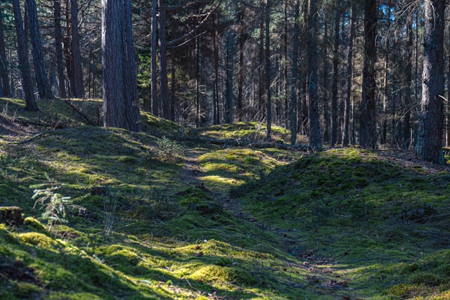 Escort i Helsinge 3200 – by i Nordsjælland