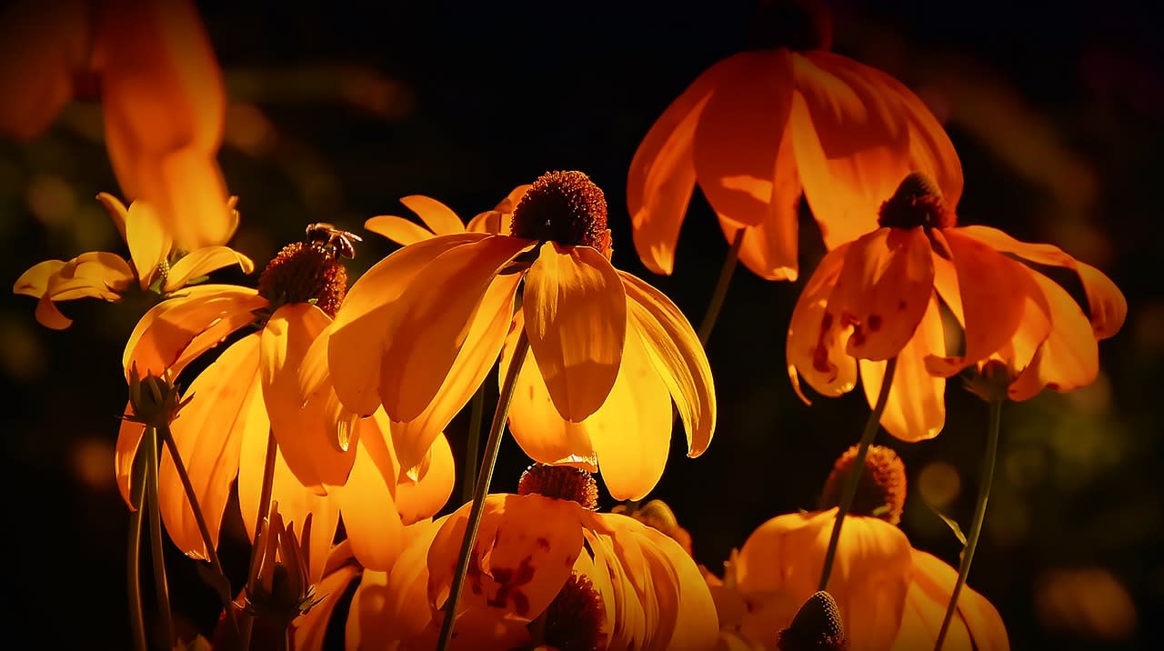 Couleur orange