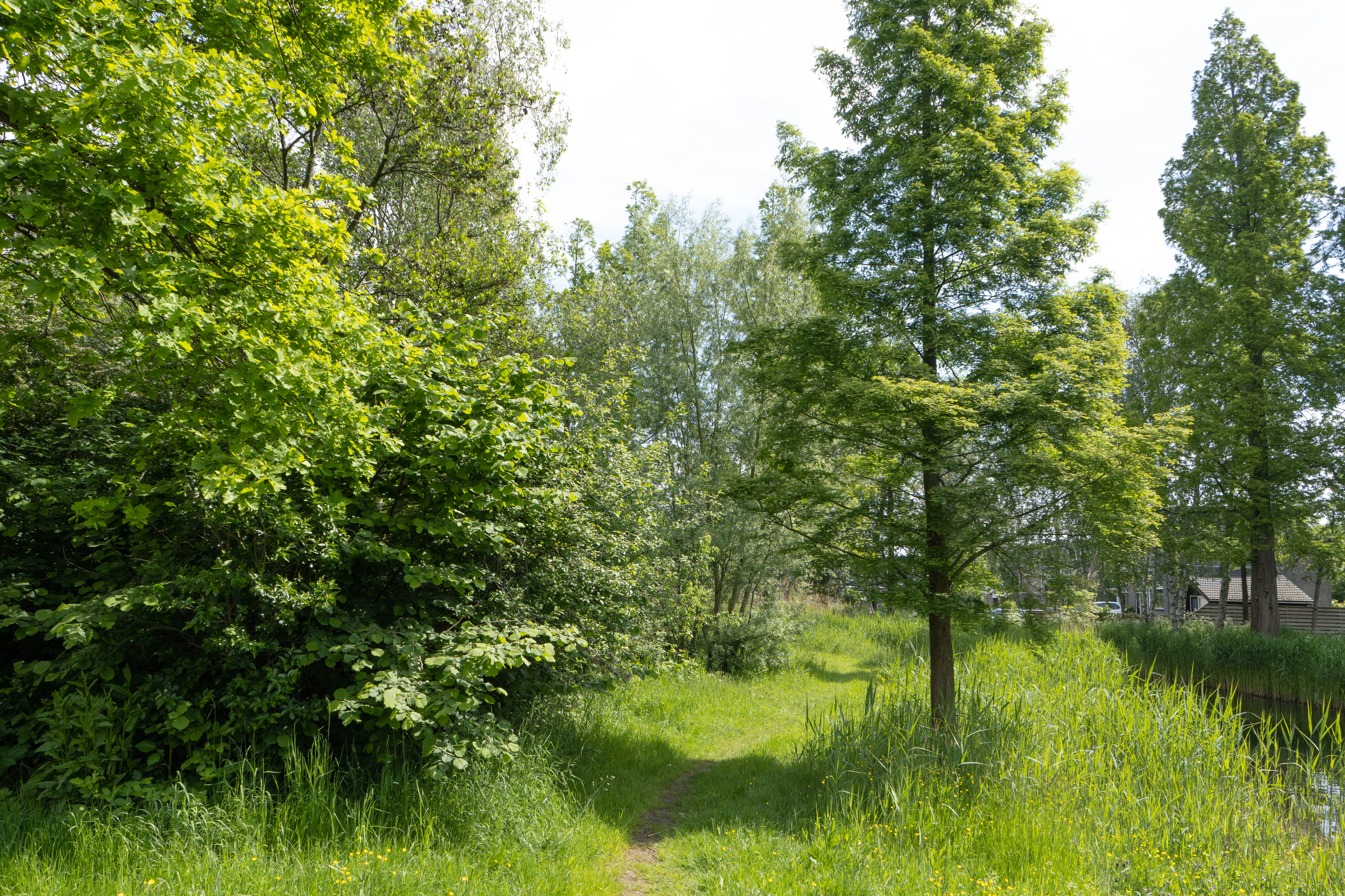 Groen-blauwe-slinger