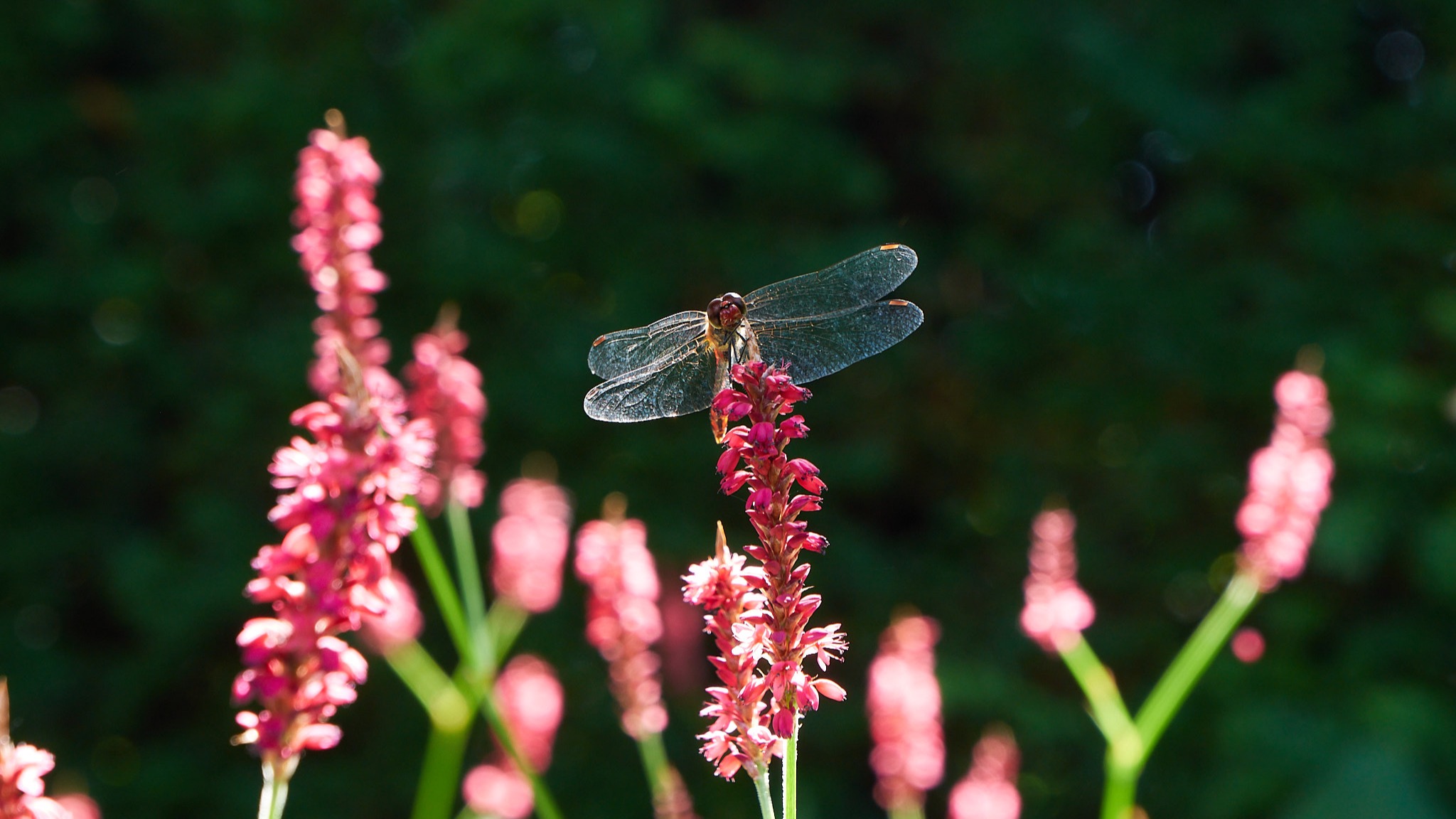 Insecten in de tuin