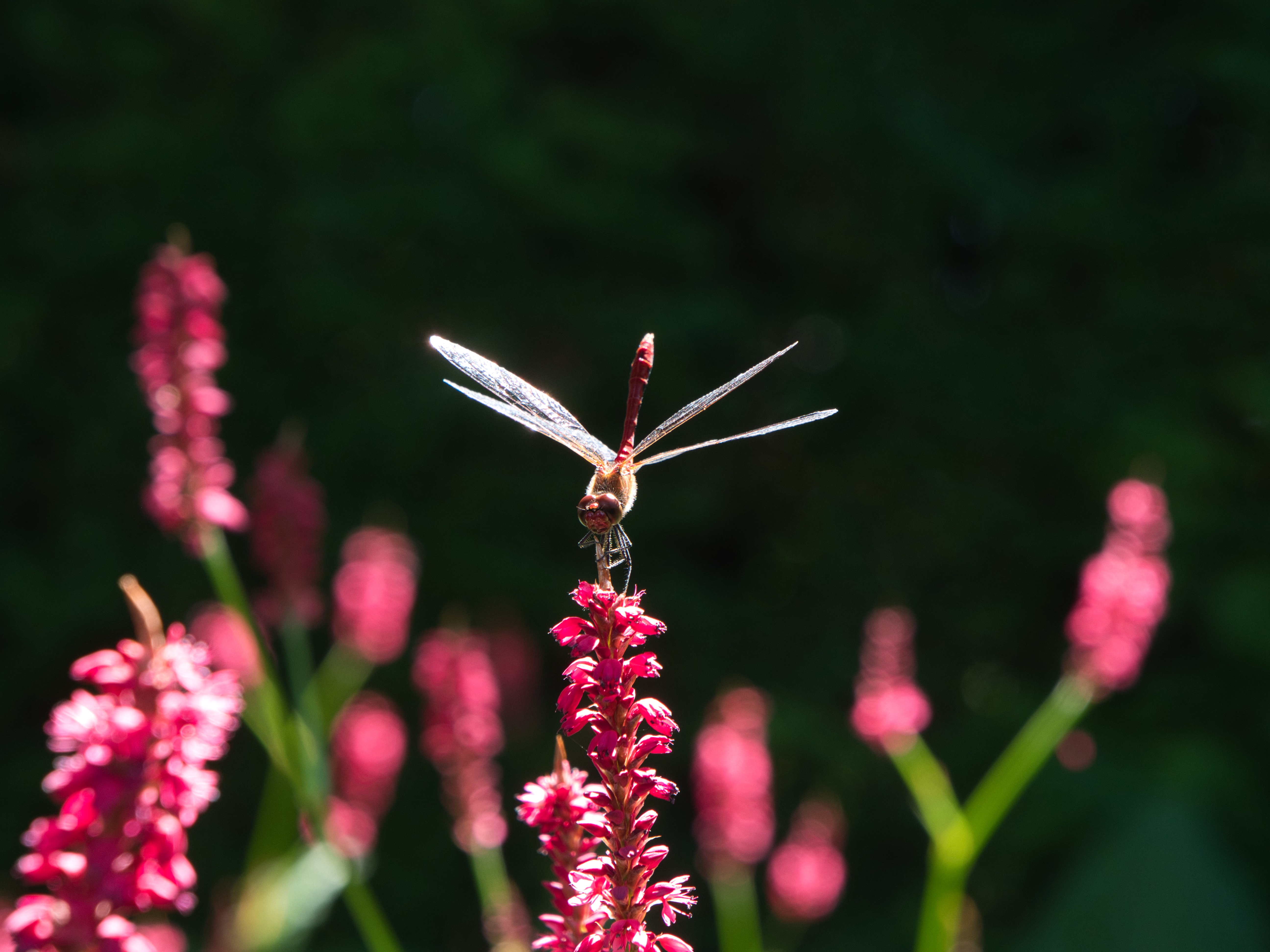Natuurlijke groene tuin