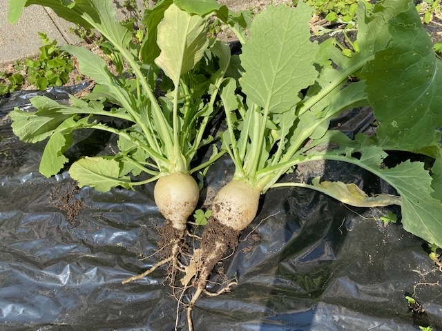 丸々しきカブたち