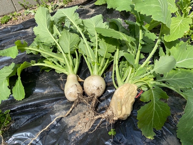 右が荒々しいカブ