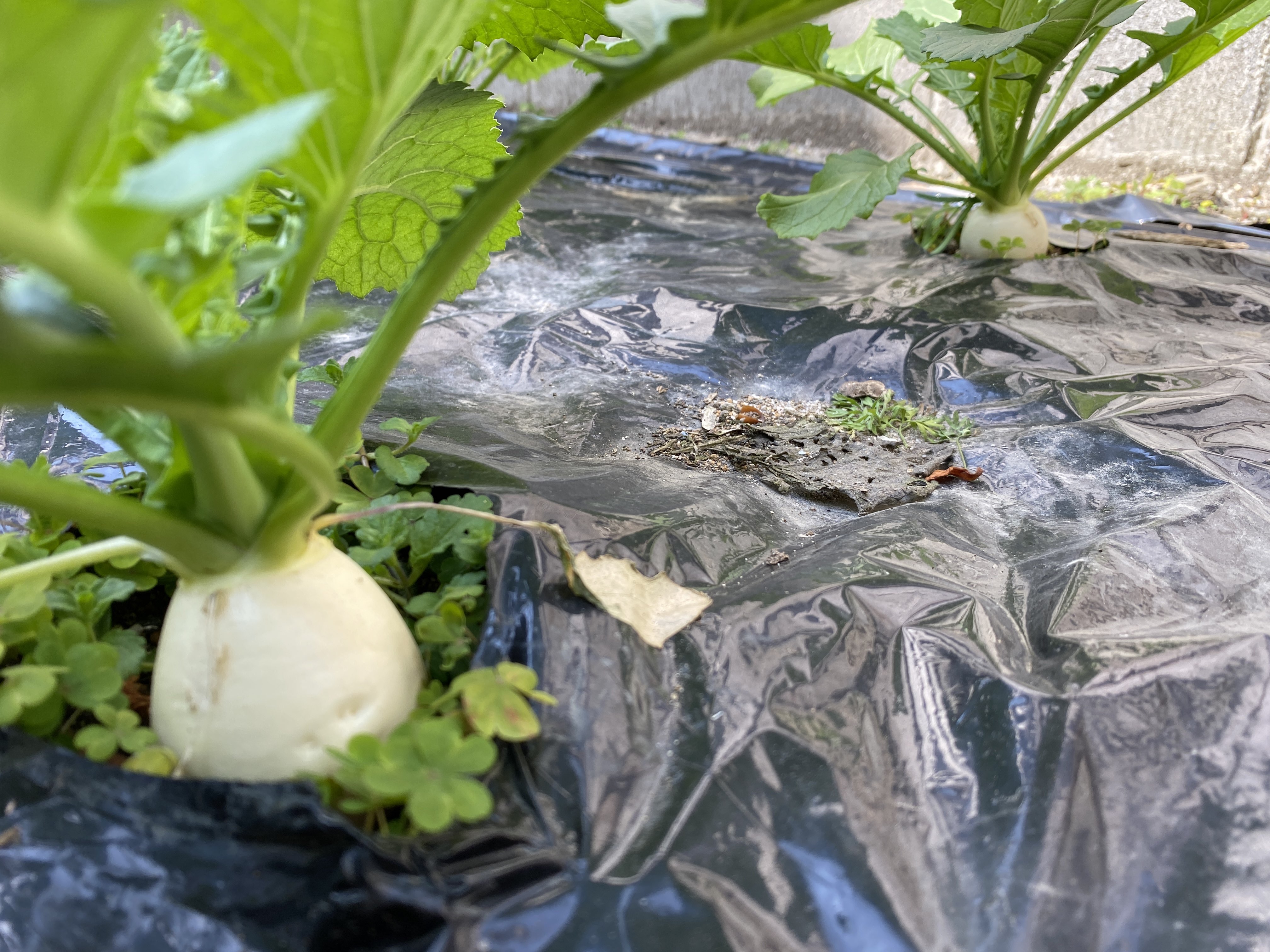 盛り上がってきたカブたち