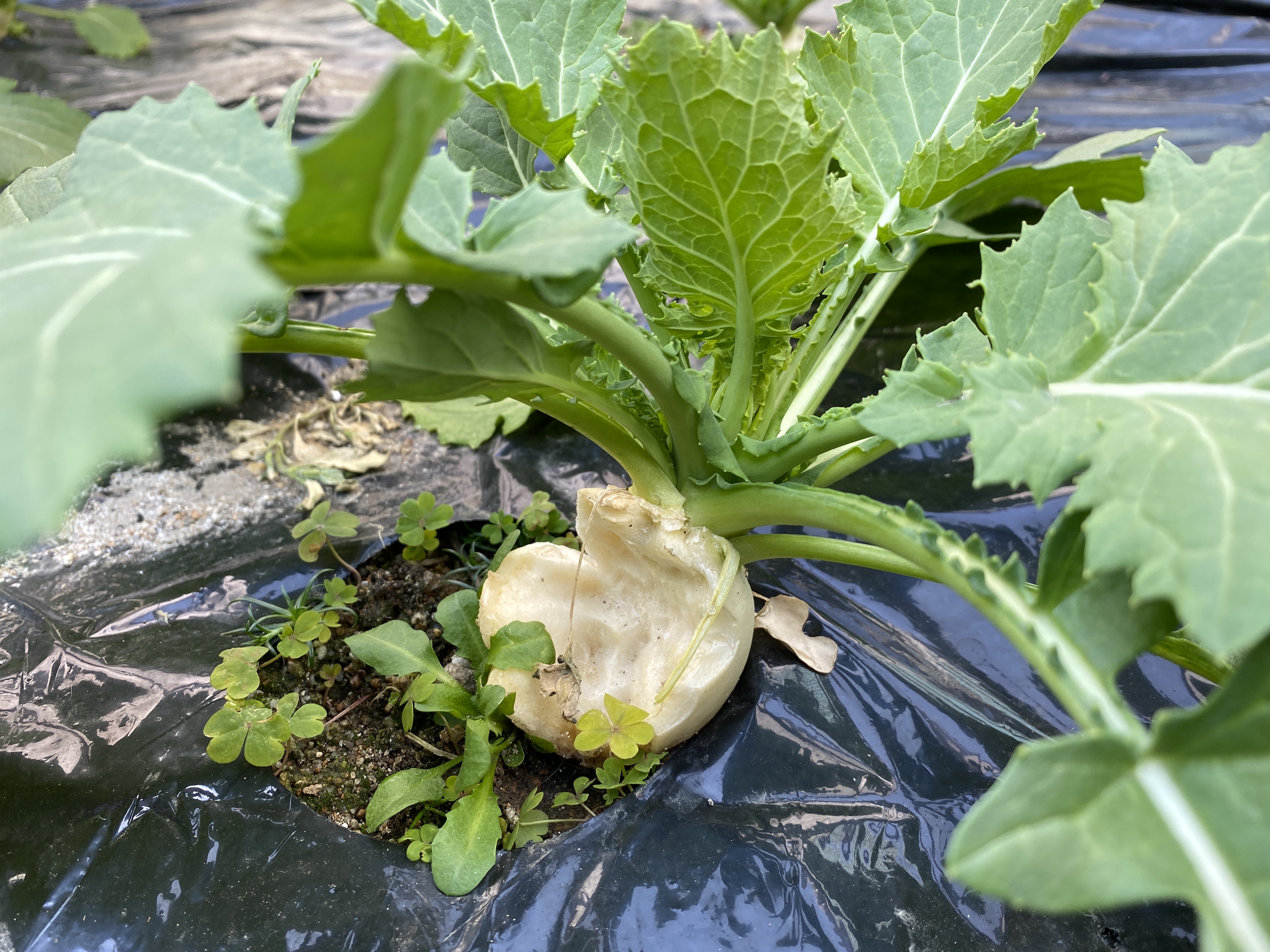 これは何者かに食べられたカブ