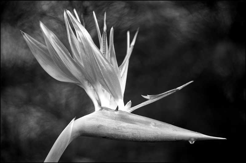 B6 - The Botanic Gardens, Dublin.