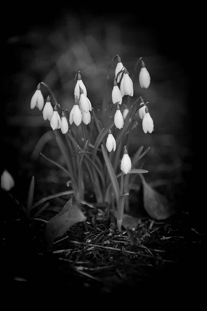 B69 - The Botanic Gardens, Dublin.