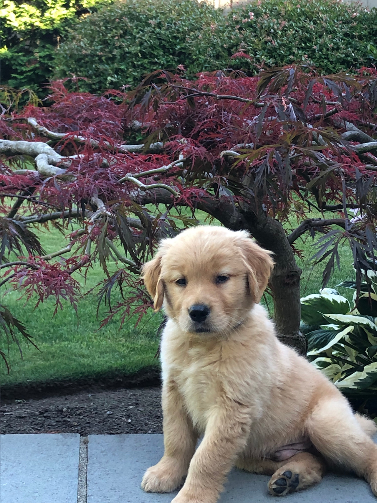 Carl Golden Retriever