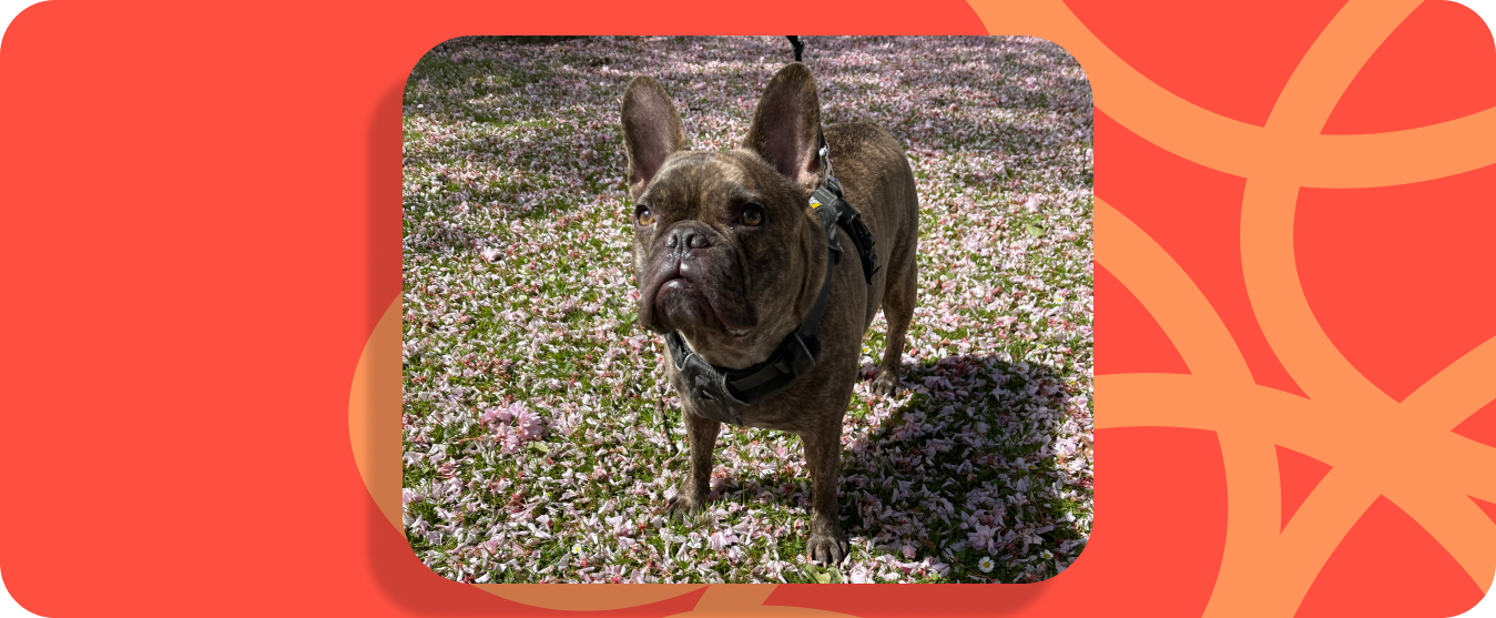 Image of Anna's dog Pablo, a brown french bulldog standing on grass with flowers, with a hot coral border around it.