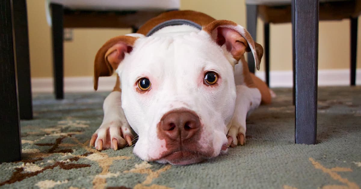 A dog looking sad under a table