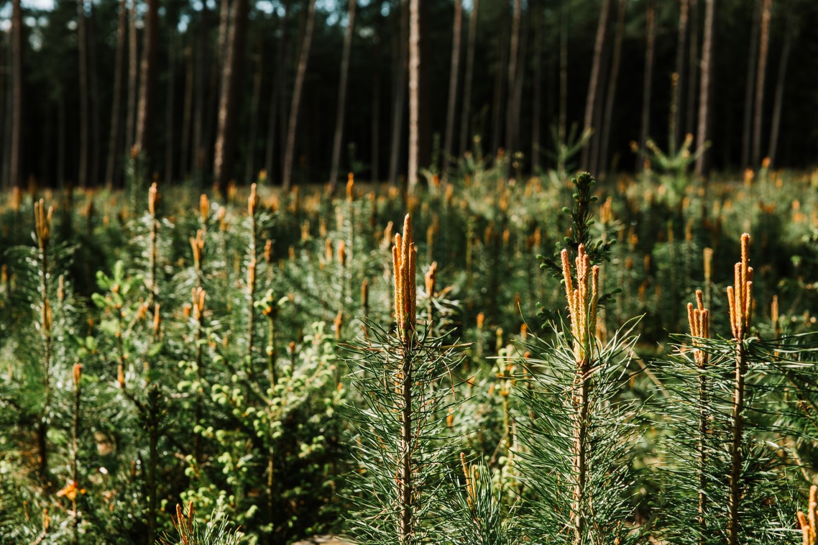 lueneburger-heide-wildlife-park-trees