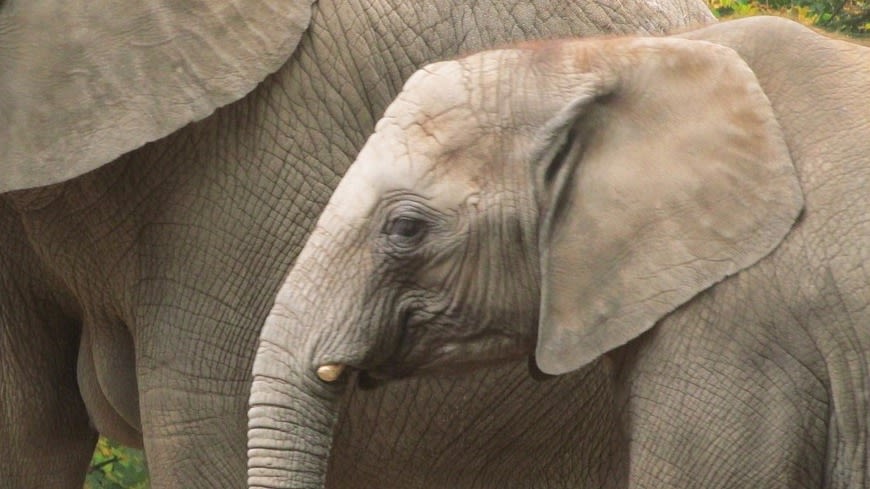 wuppertal-zoo-elephants