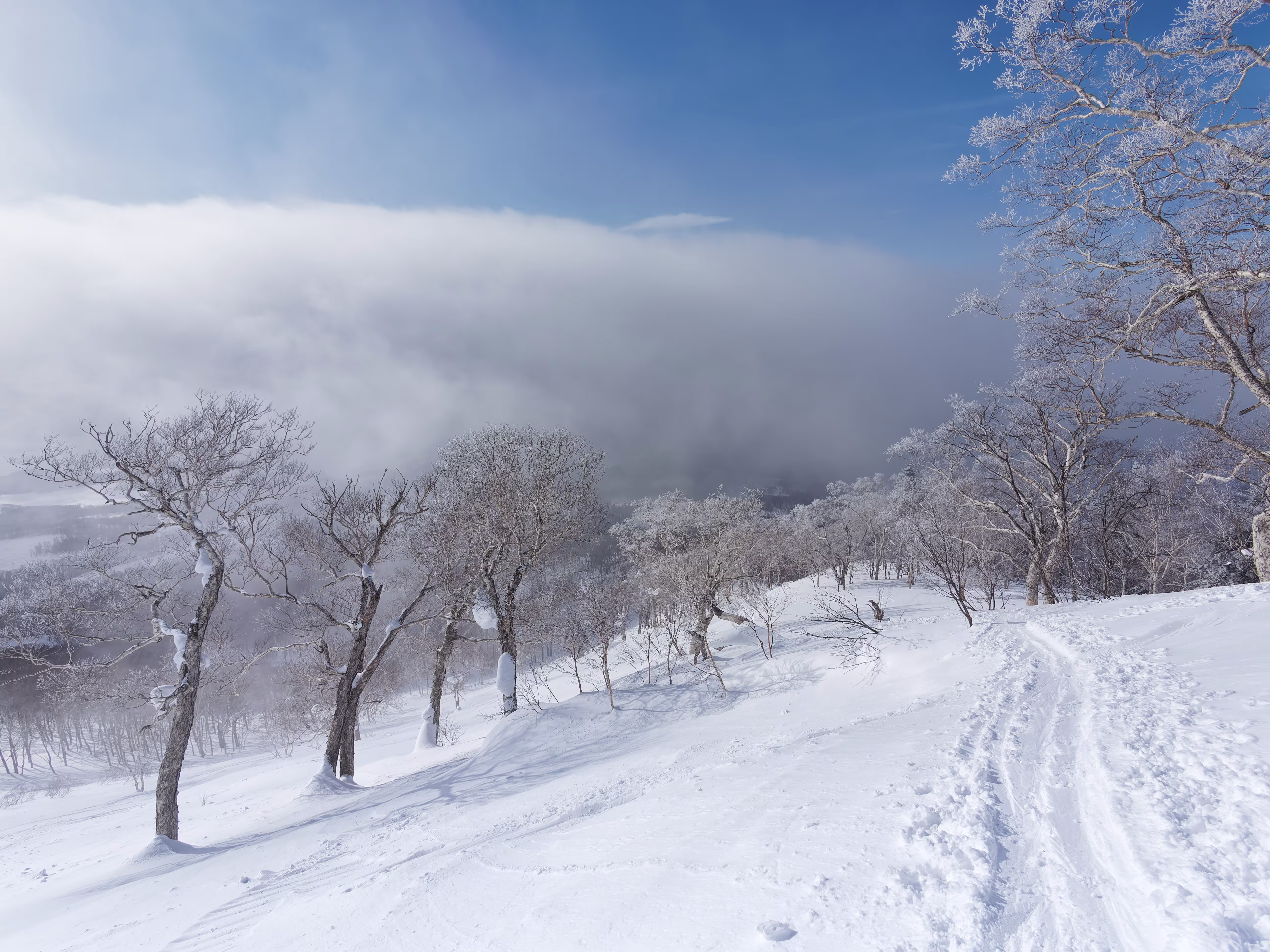 Quasi al limite del bosco