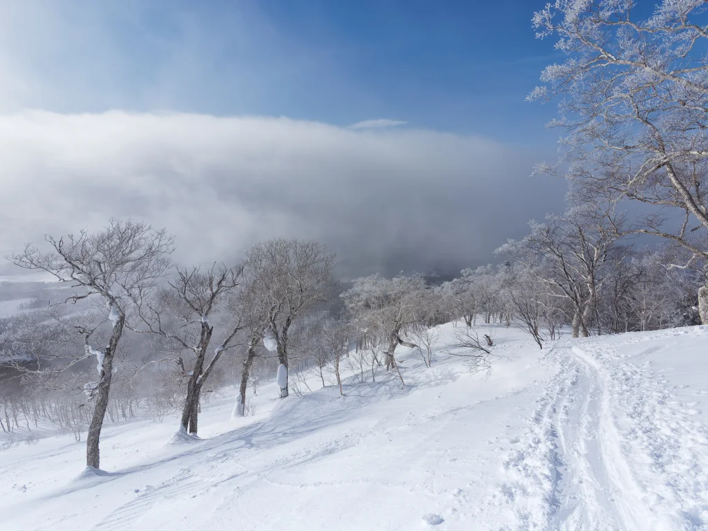 Quasi al limite del bosco