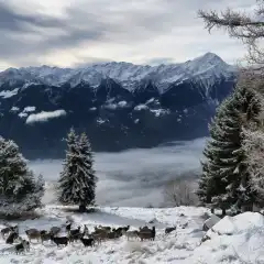 L’Alpe Bassetta