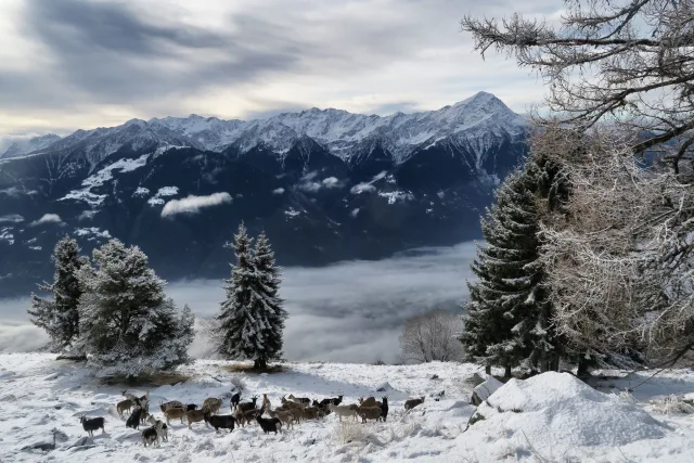 Il Legnone visto dall'Alpe Bassetta 