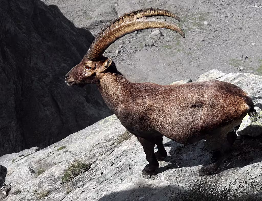 Stambecco sul Pizzo Trona