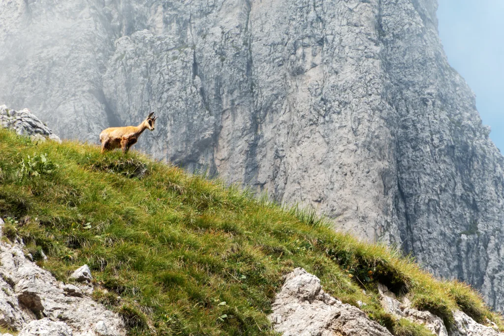 Un camoscio al rientro