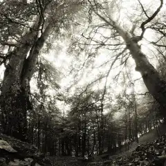 La porta del bosco