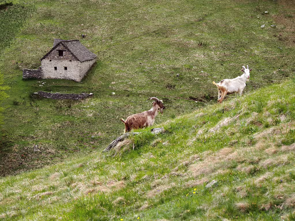 Arrivano anche le caprette