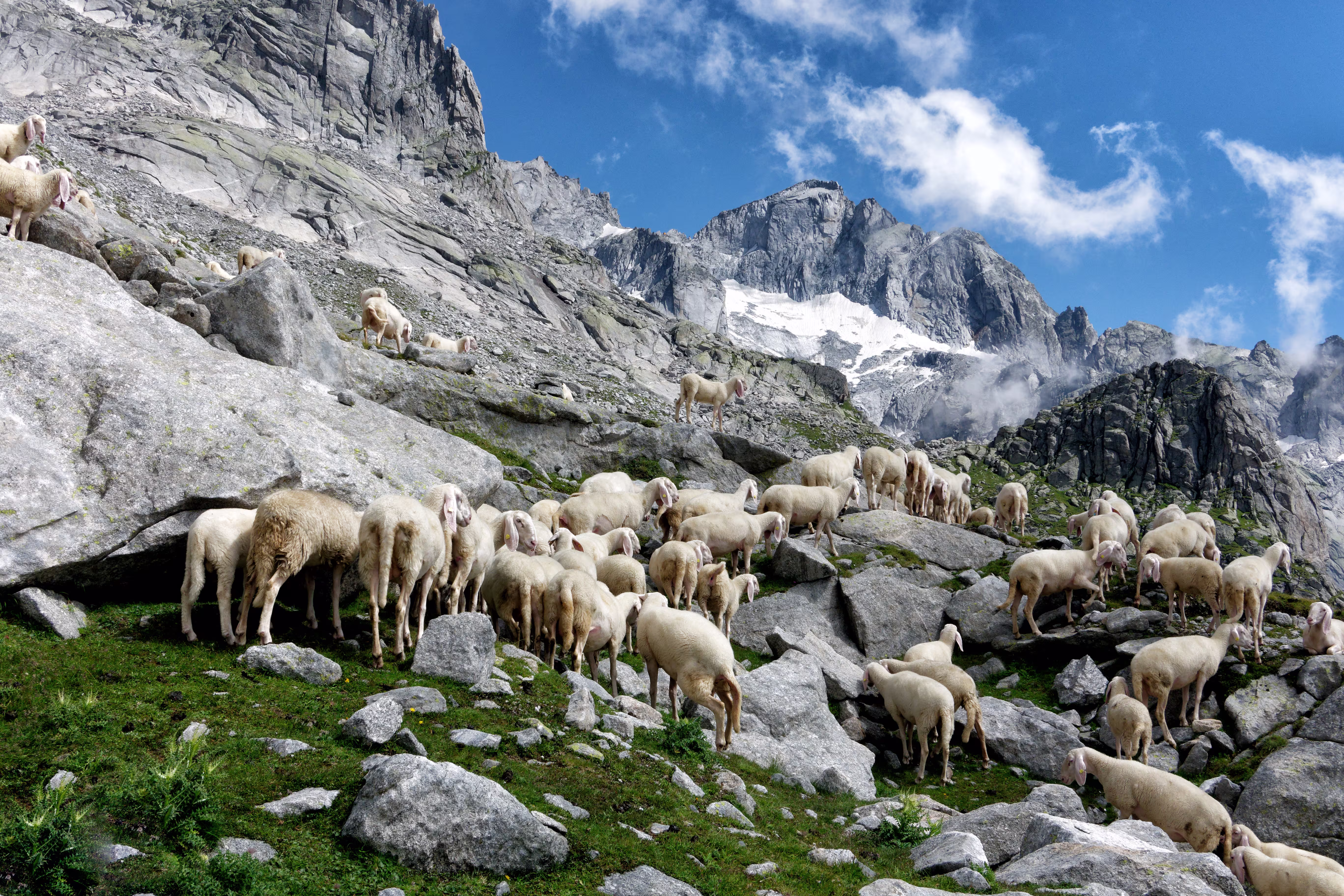 Un gregge sotto il Cengalo