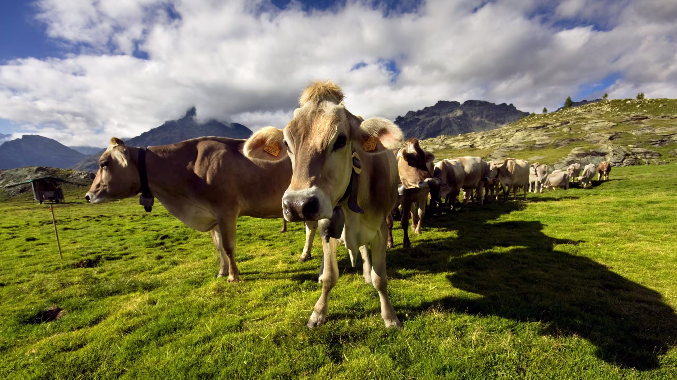 Mucche al Rifugio Cristina