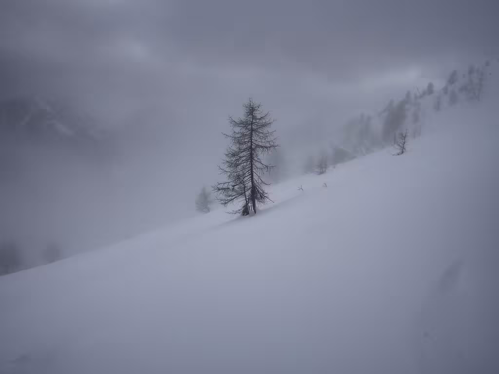 Albero solitario