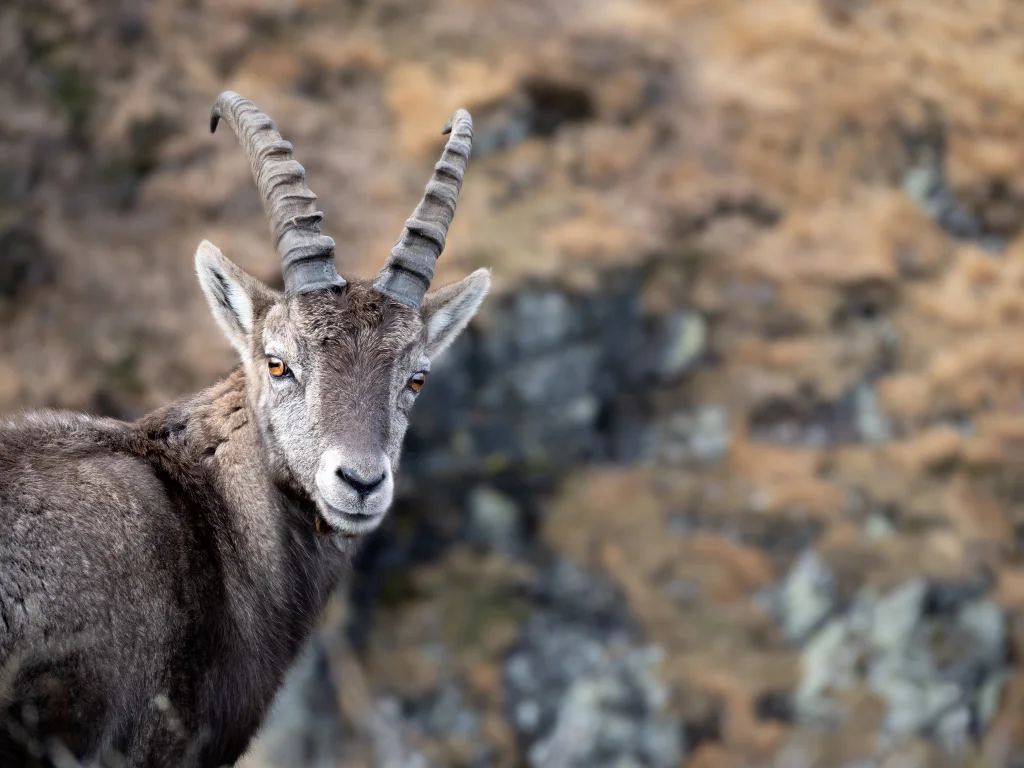 Giovane stambecco al Passo del Toro