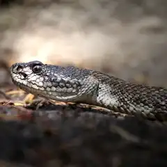 Il crotalo di Yosemite