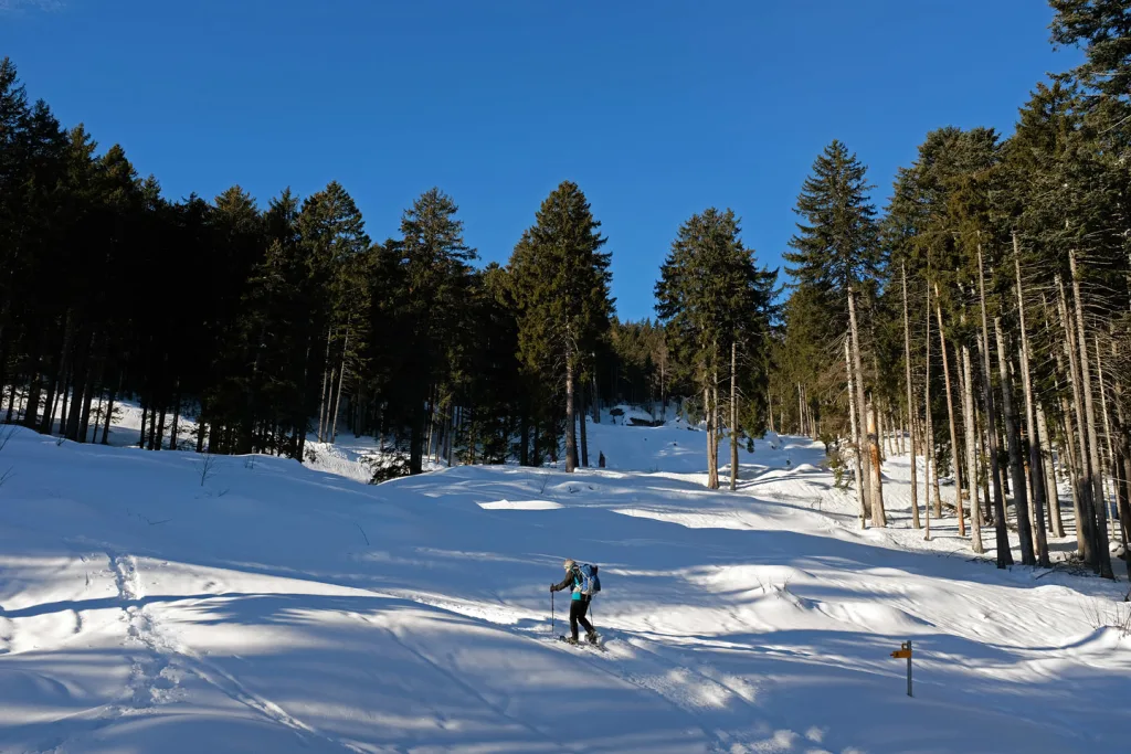 Il bellissimo bosco iniziale