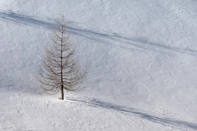 Larice solitario in Val Muragl