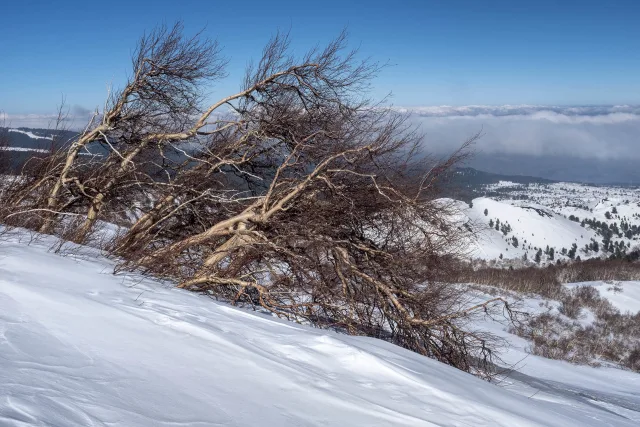 Sciara delle ginestre esposte al sole