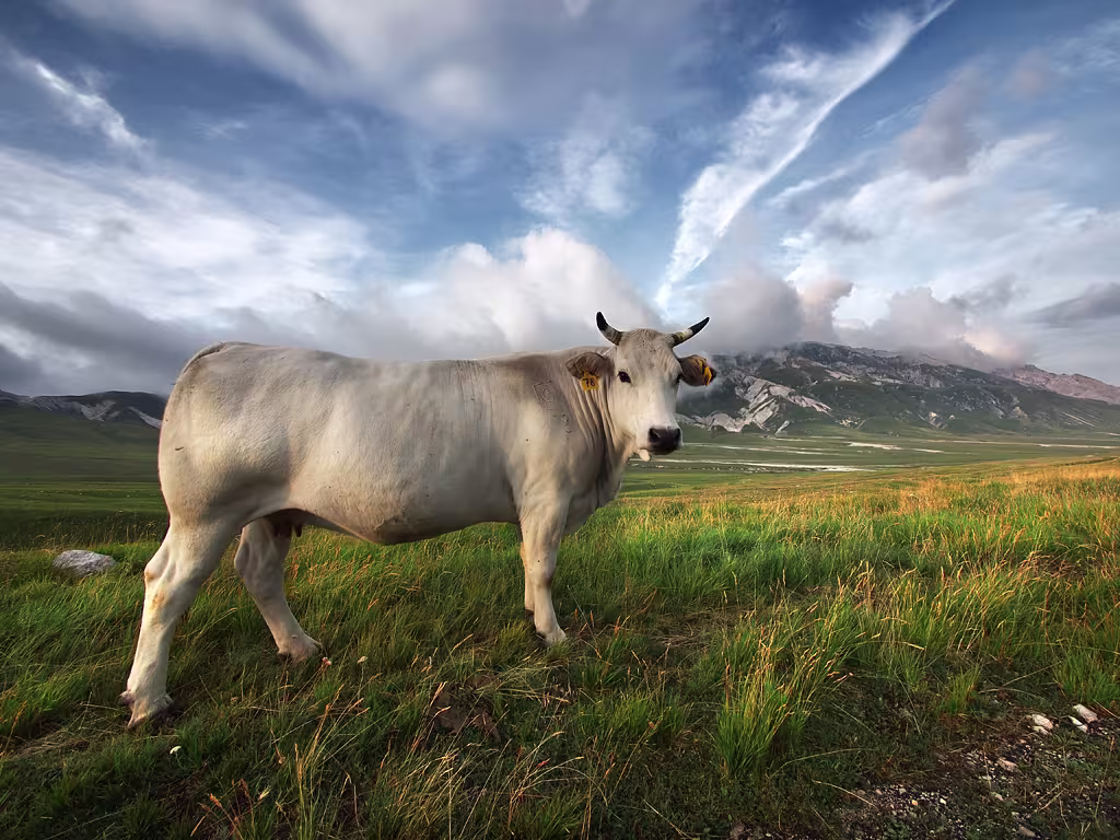 Mucca a Campo Imperatore