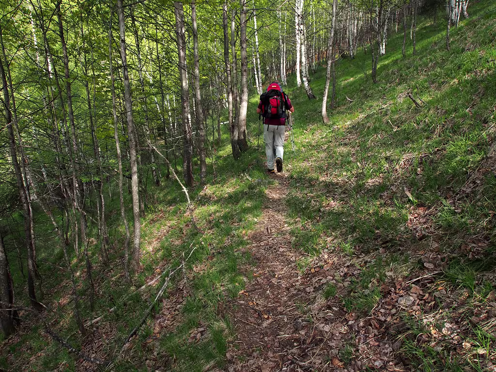 Si sale per boschi di betulle