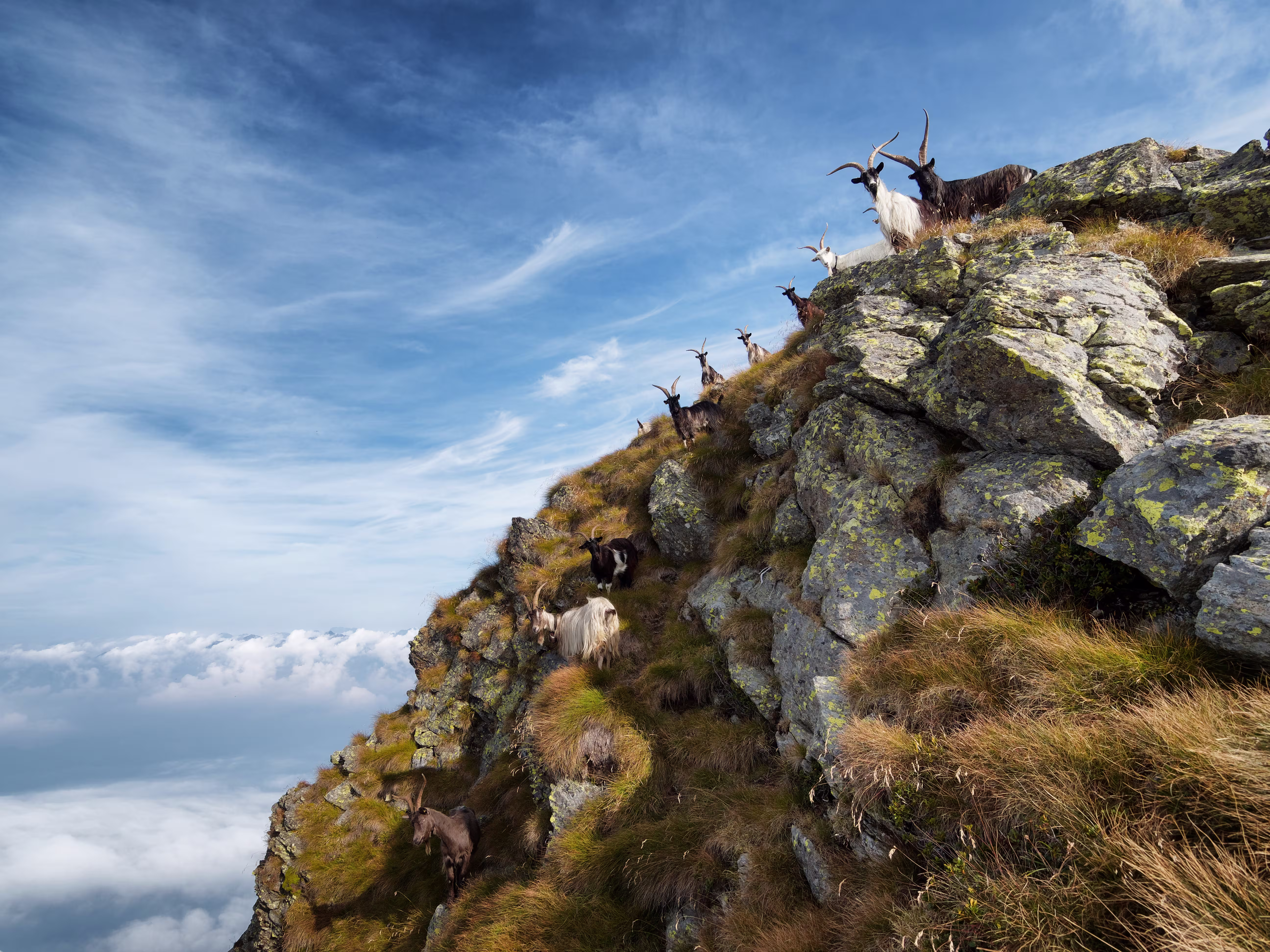 Chi è questa capra con due zampe?