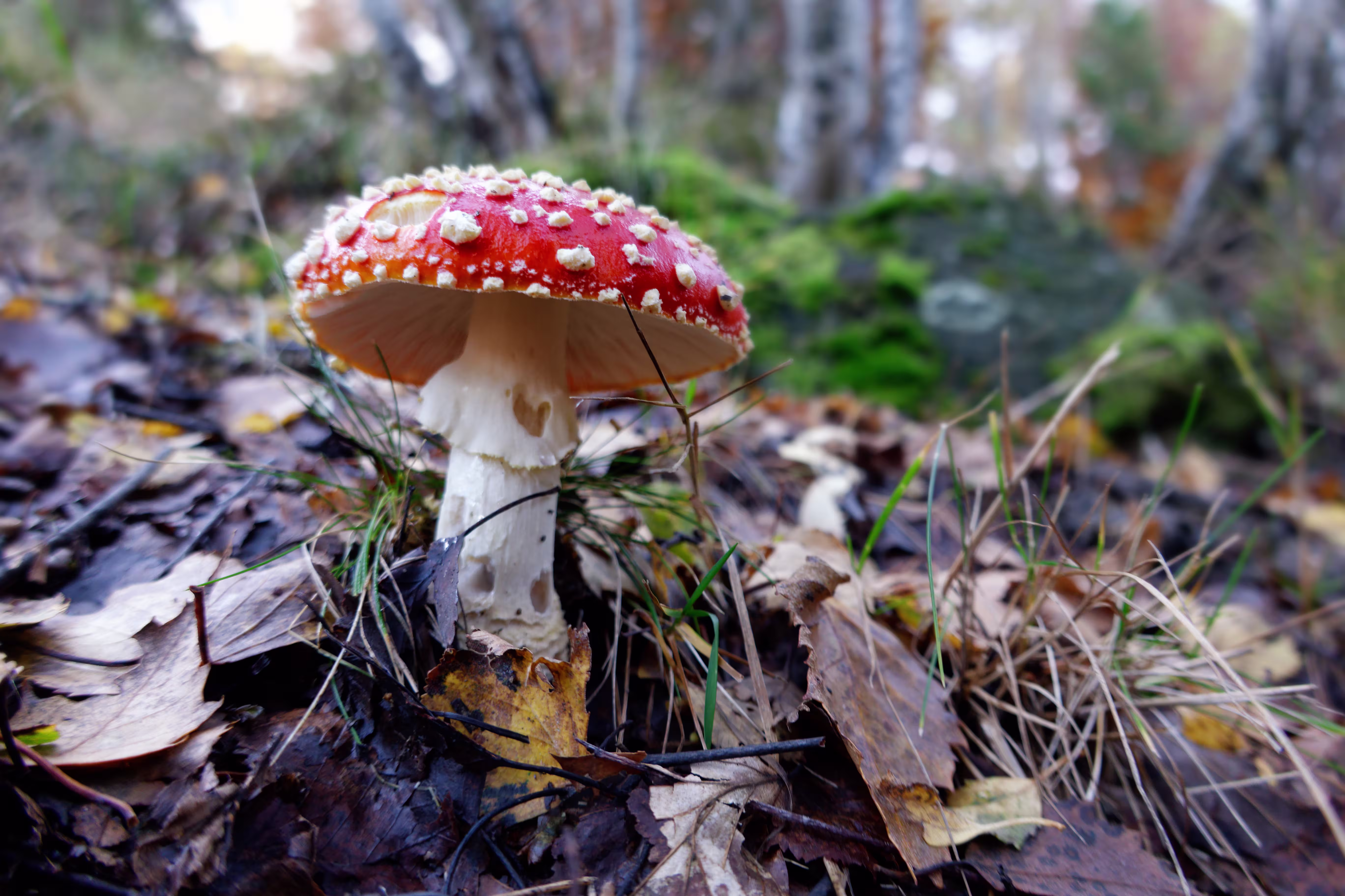 Una bella Muscaria a Parpinasca