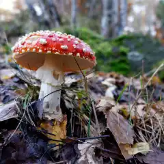 Una bella Muscaria a Parpinasca