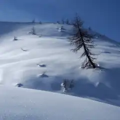 Larici e neve