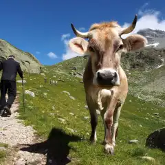 Mucca e Pizzo Emet