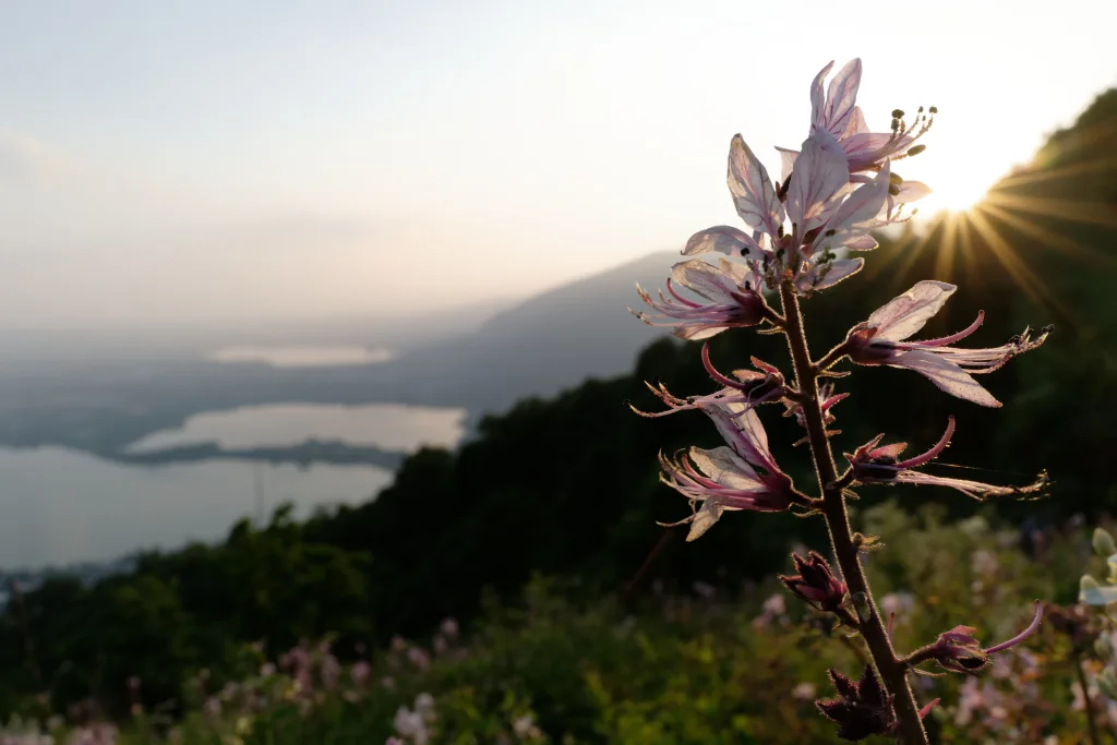 Splendide fioriture sul Monte Barro