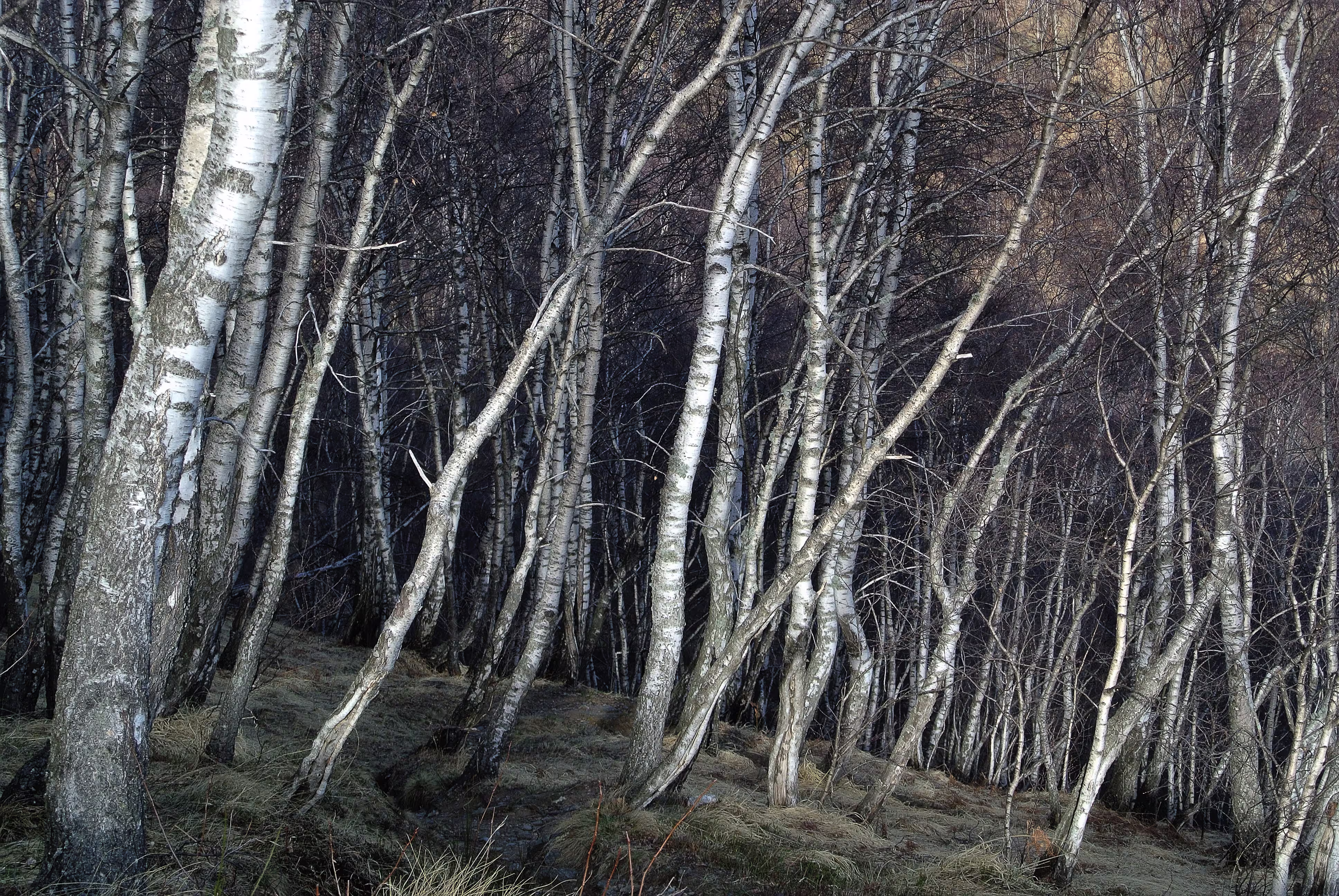 Premana, Alpe Piancauda