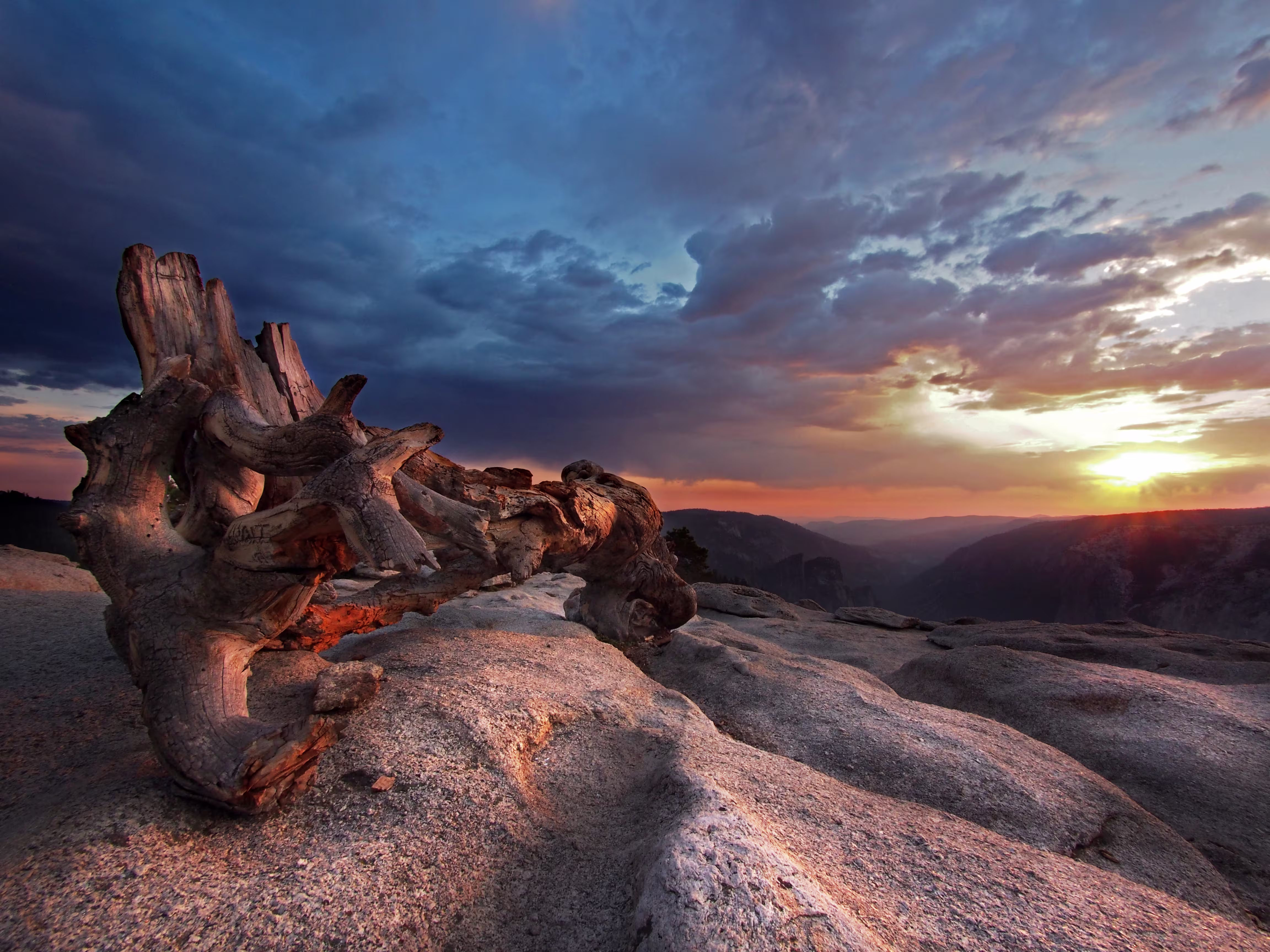 L-ex albero di Ansel Adams