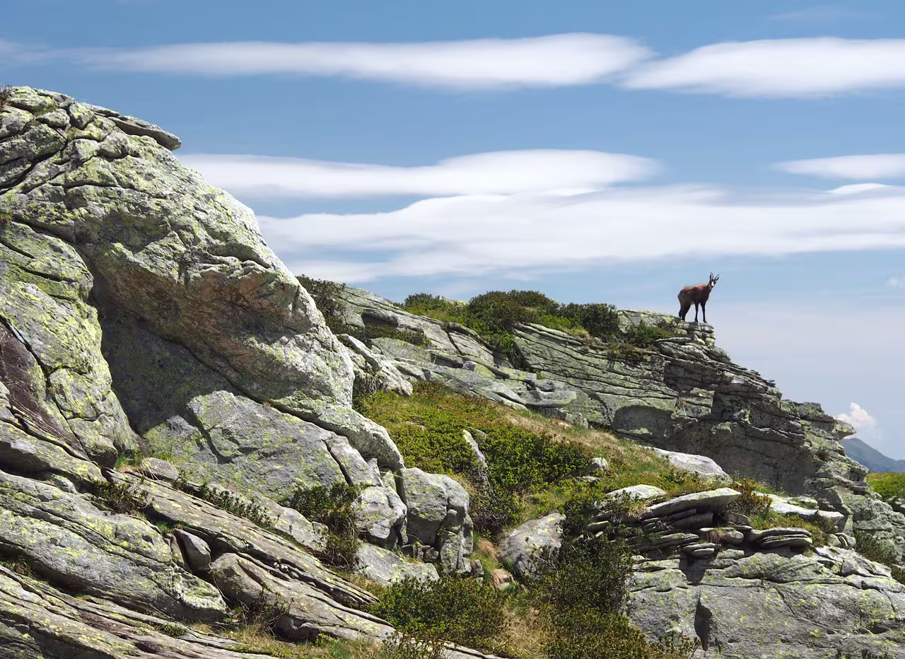 Un camoscio di guarda