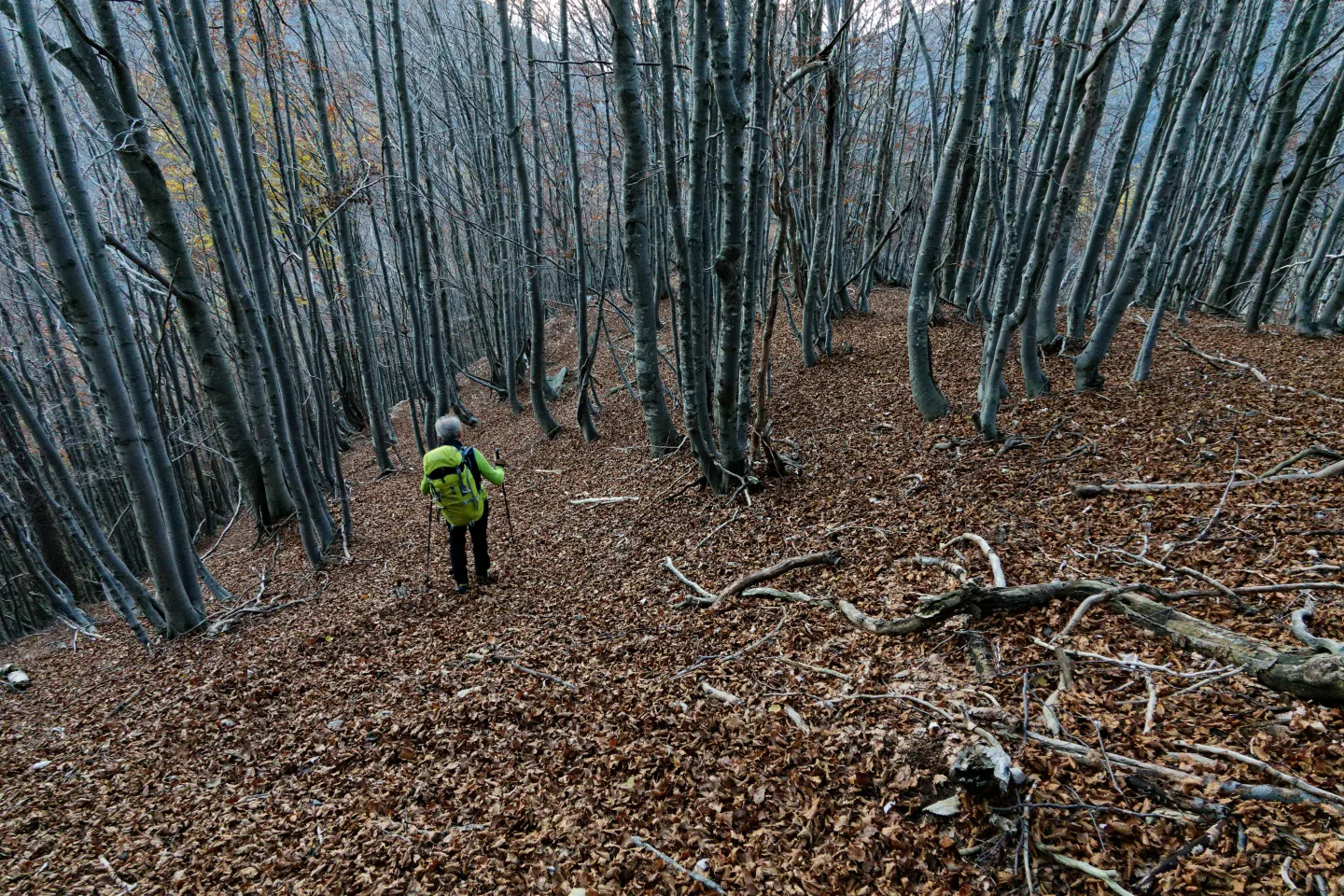 Valgrande, Il fitto bosco sotto il Mottac