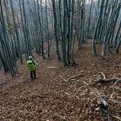 Il fitto bosco sotto il Mottac