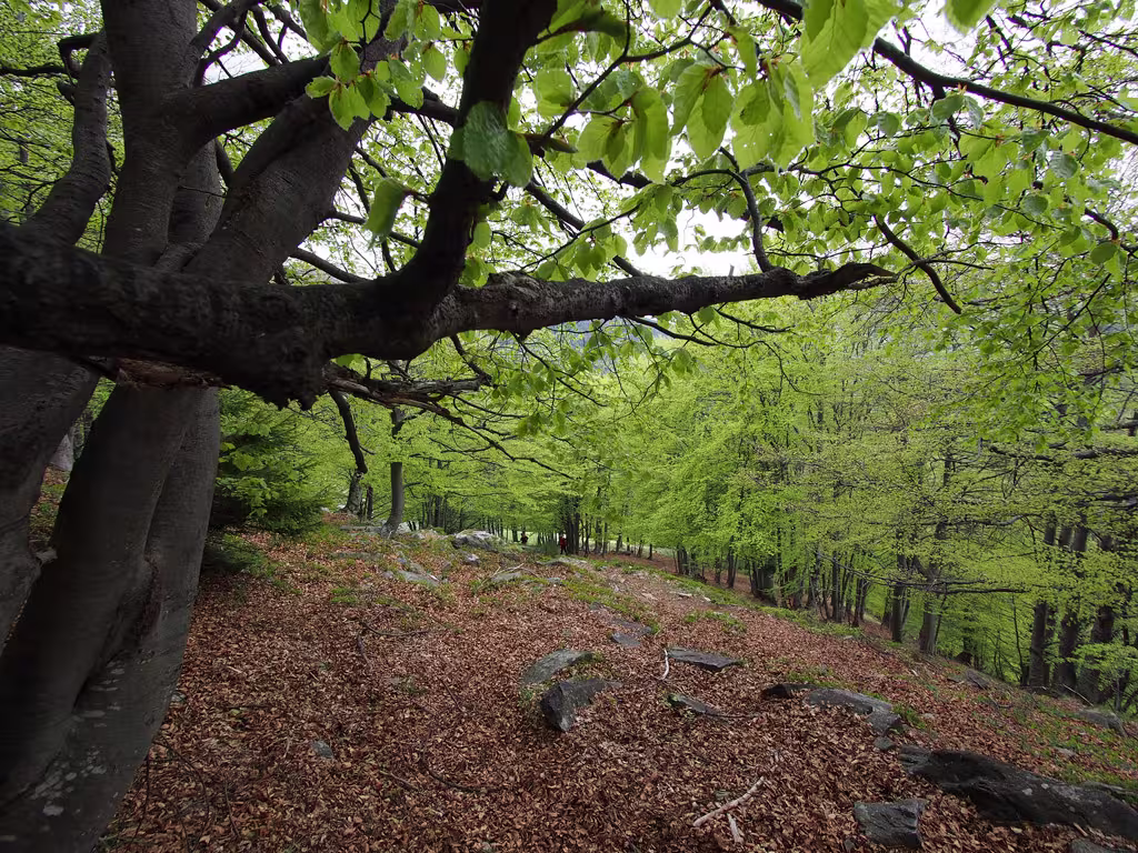Si scende per boschi di faggi